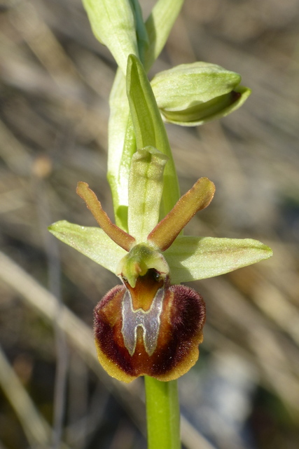 Ophrys precoci nellAbruzzo sud orientale 2022